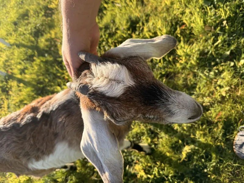 Goat getting skritches