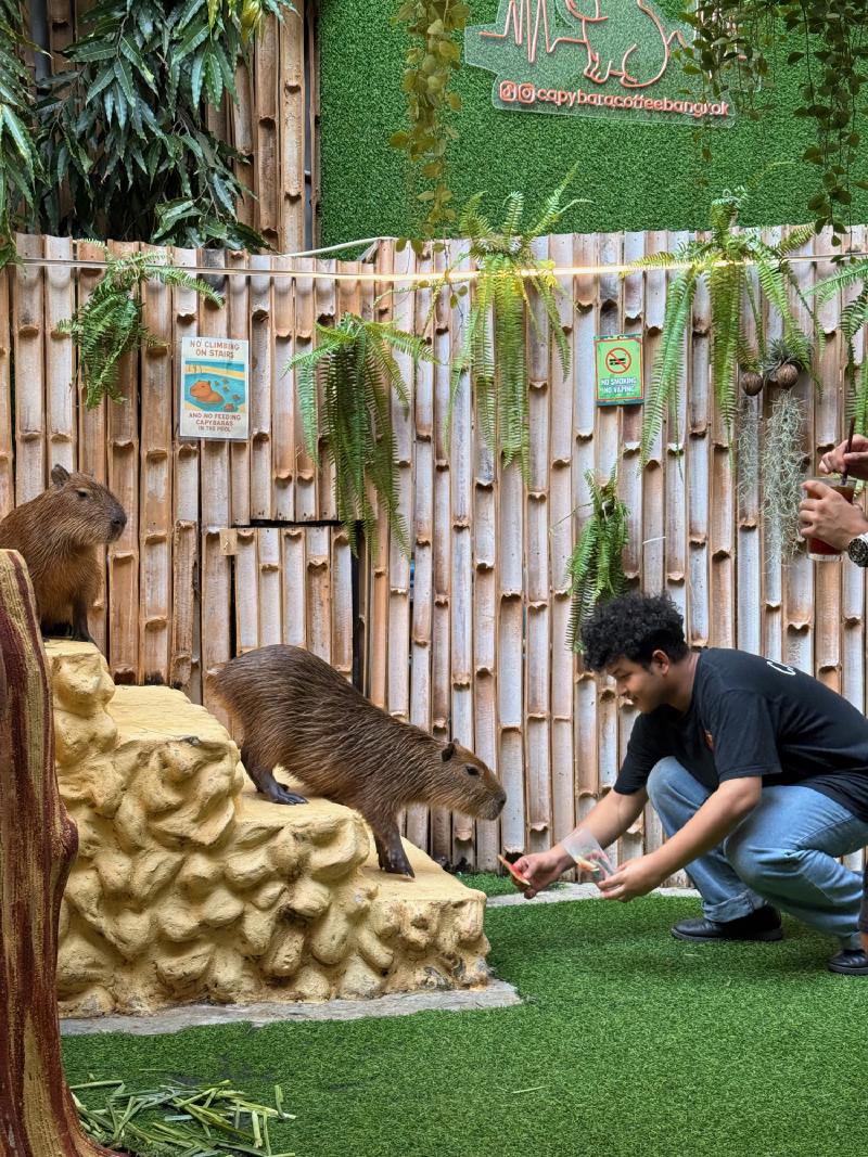 Capybara Enounter, bribing them down the stairs with watermelon