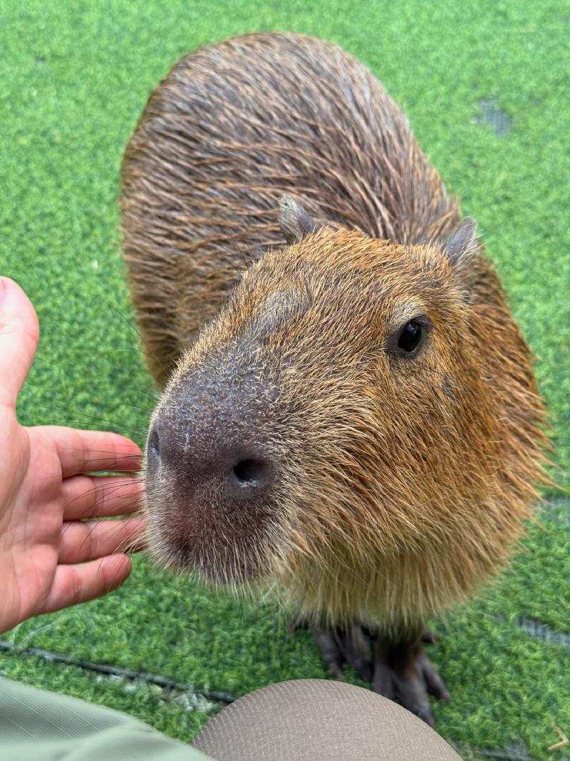 My new friend. Or does he just want fruit.