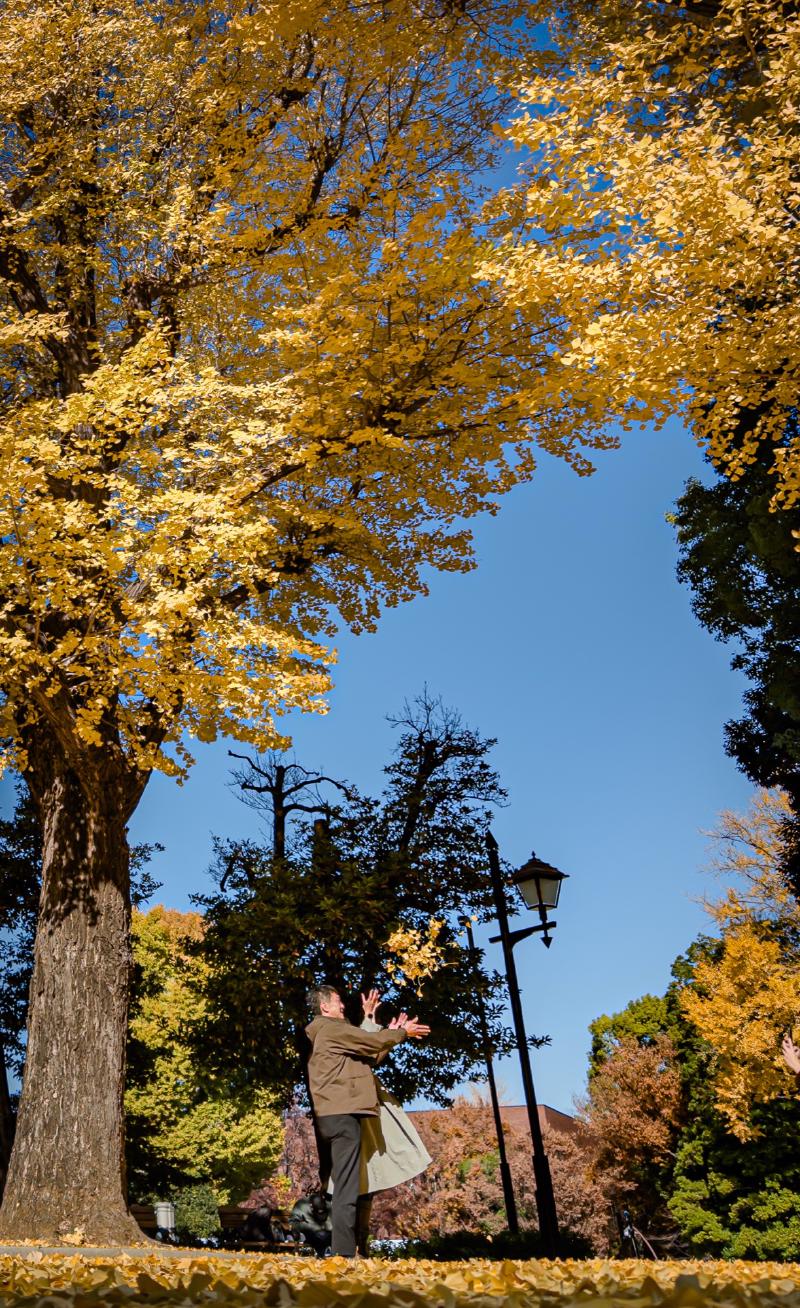 Gingko trees turn the most amazing golden yellow. Apparently we had great timing and missed the time of year they drop nuts which we were told smell like 'especially fragrant cheese.'