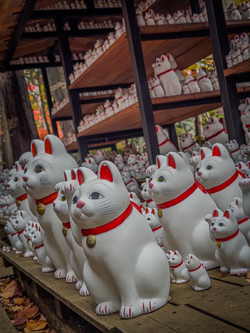 You can buy your own cat here and add it for whatever luck you might need.