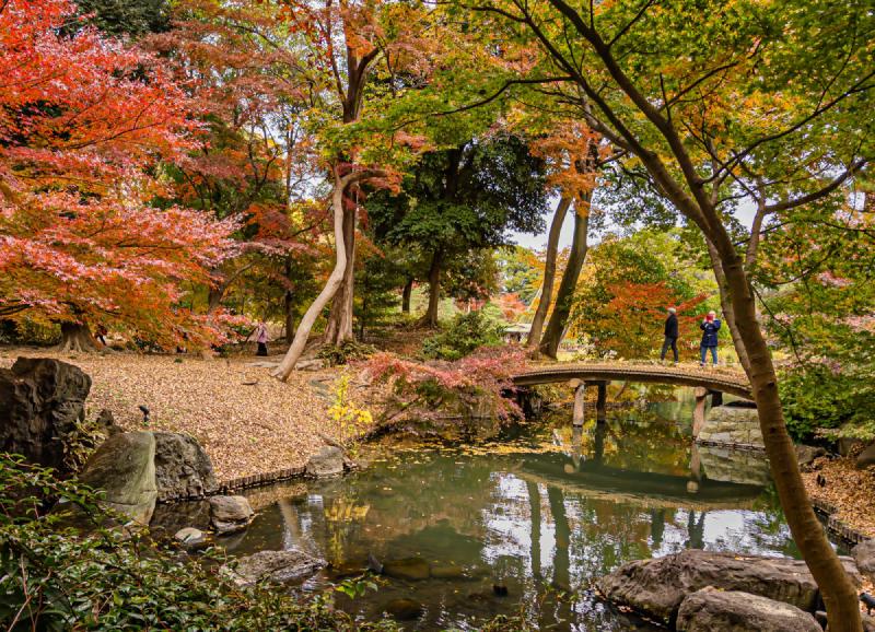 Devon found a lovely garden ([Rikugen](https://www.japan-guide.com/e/e3026.html)) an easy subway trip from our hotel. Incredible fall colors.