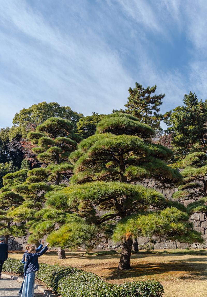 I didn't know bonsai trees came in XXL. But they are really beautiful.