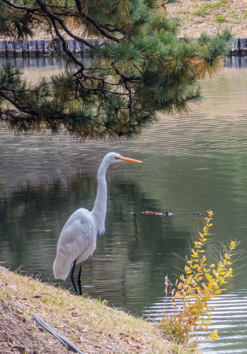 I've made a lot of these out of paper. It was awesome to see one in the wild.