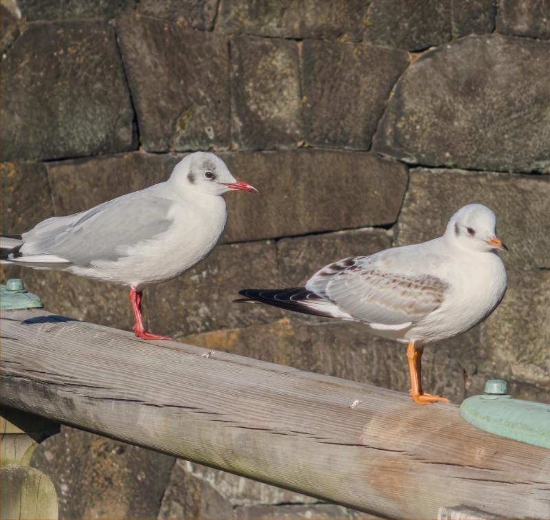 How are even the seagulls kawaii 