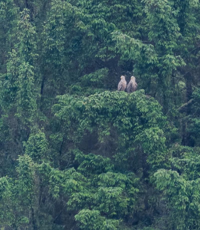 A rare nesting pair of Sea Eagles