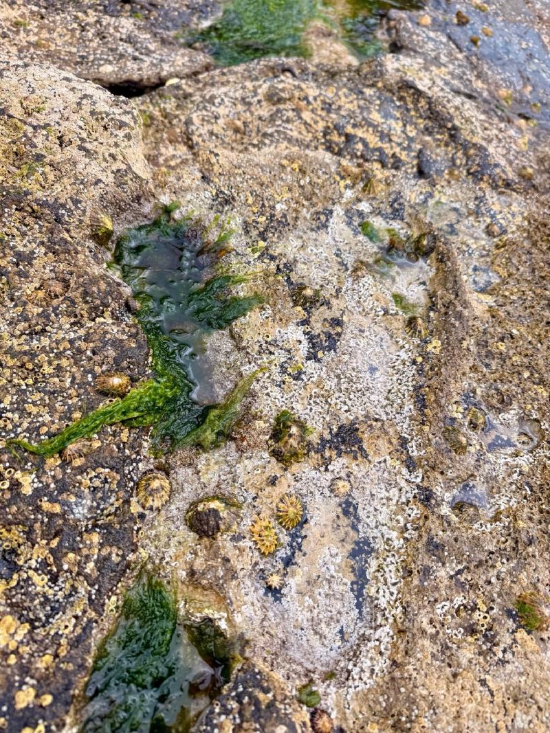 Fossilized dinosaur footprints in the tide pools. Pretty amazing.
