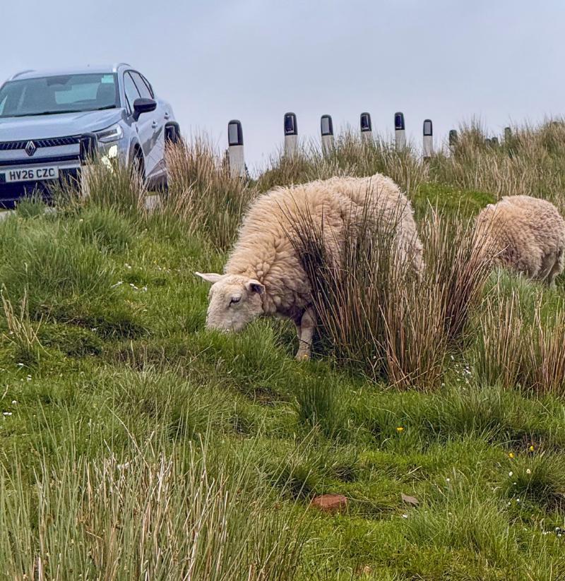 I was expecting highland cows but it was 99.5% sheep. Everywhere. Especially on the Isle of Skye