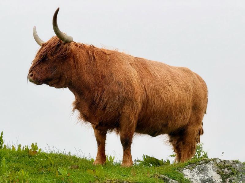 Majestical
